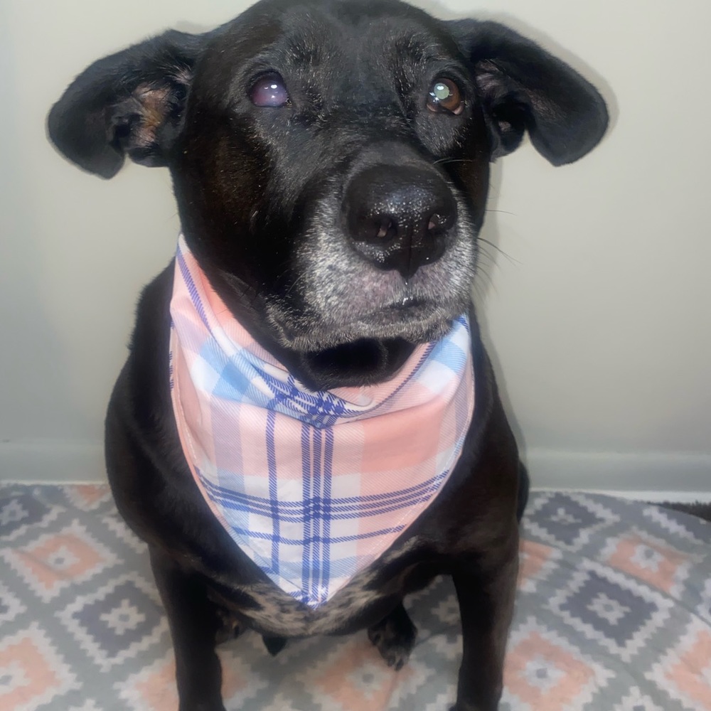 Striped Bandana - Picture 4 of 4